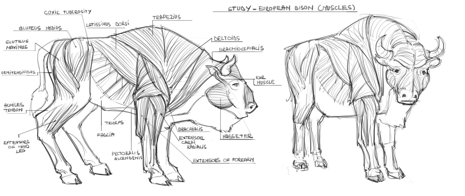 Бизон анатомия